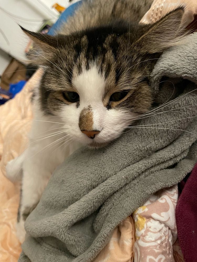 A cat lying in his human’s lap and affectionately looking at the human.