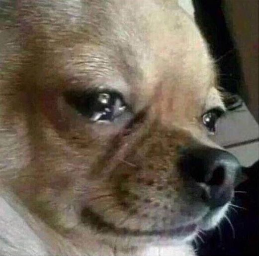 Close up of a chihuahua, with glossy eyes like its just about to start crying