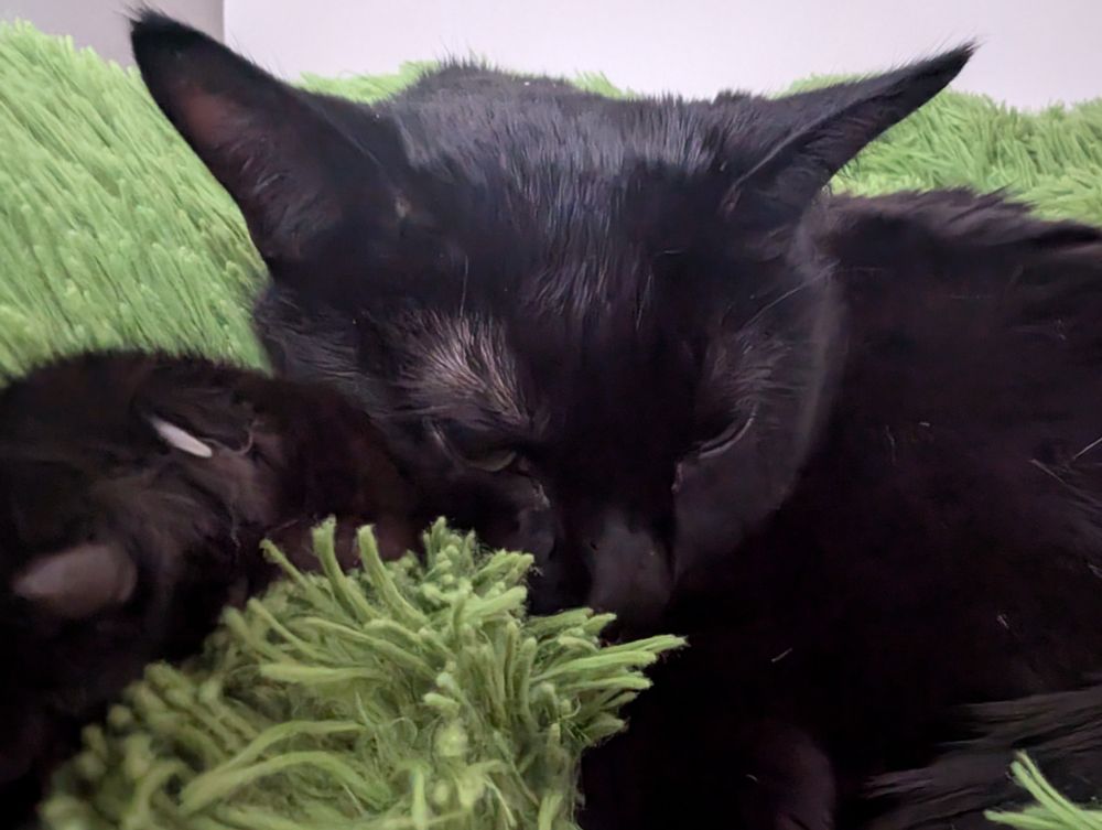 A close-up of a black cat laying on a fluffy green blanket. Her eyes are slightly open and she's curled up, except for one paw reaching towards the camera.