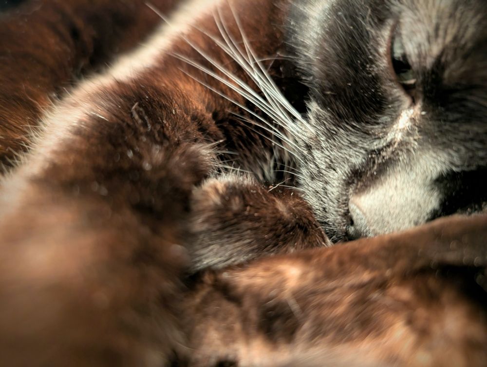 A close-up of a black cat with brown highlights. One of her eyes is visible, but the focus of the image is on her paw, wrapped in the tangle of her curled up legs