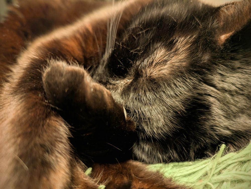 A close-up of a black cat, resting her head on a fuzzy green blanket. One of her paws covers her face just slightly.