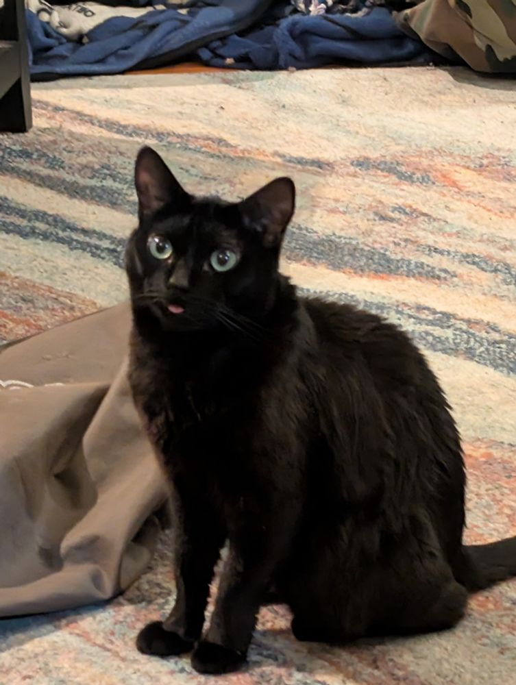 A black cat sitting up and poking her tongue out in a little blep