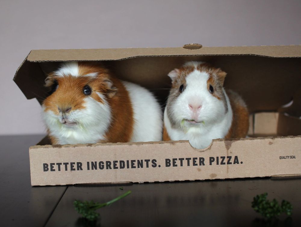 Andrew and Chris Cuomo