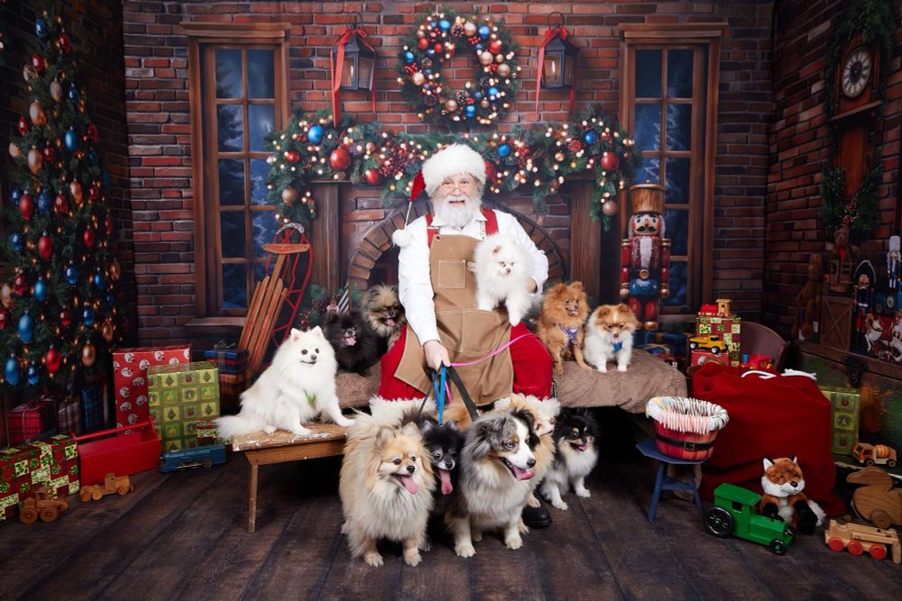 Samta and the Pom Mafia