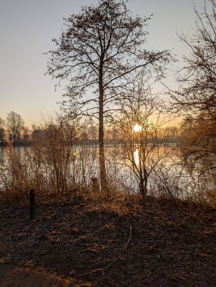 Foto though some trees with a lake and the rising sun