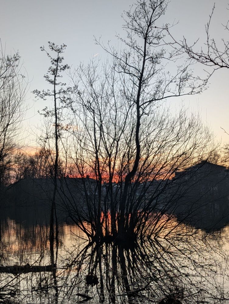 A tree in a lake reflecting in the evening sun looking like a black crack in the picture