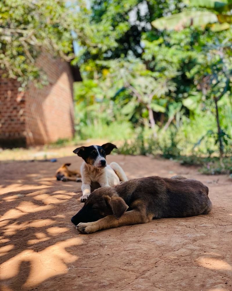 Two beautiful dogs that look to be bored.