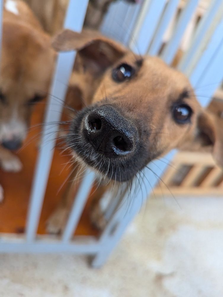 A dog facing directly into the camera.