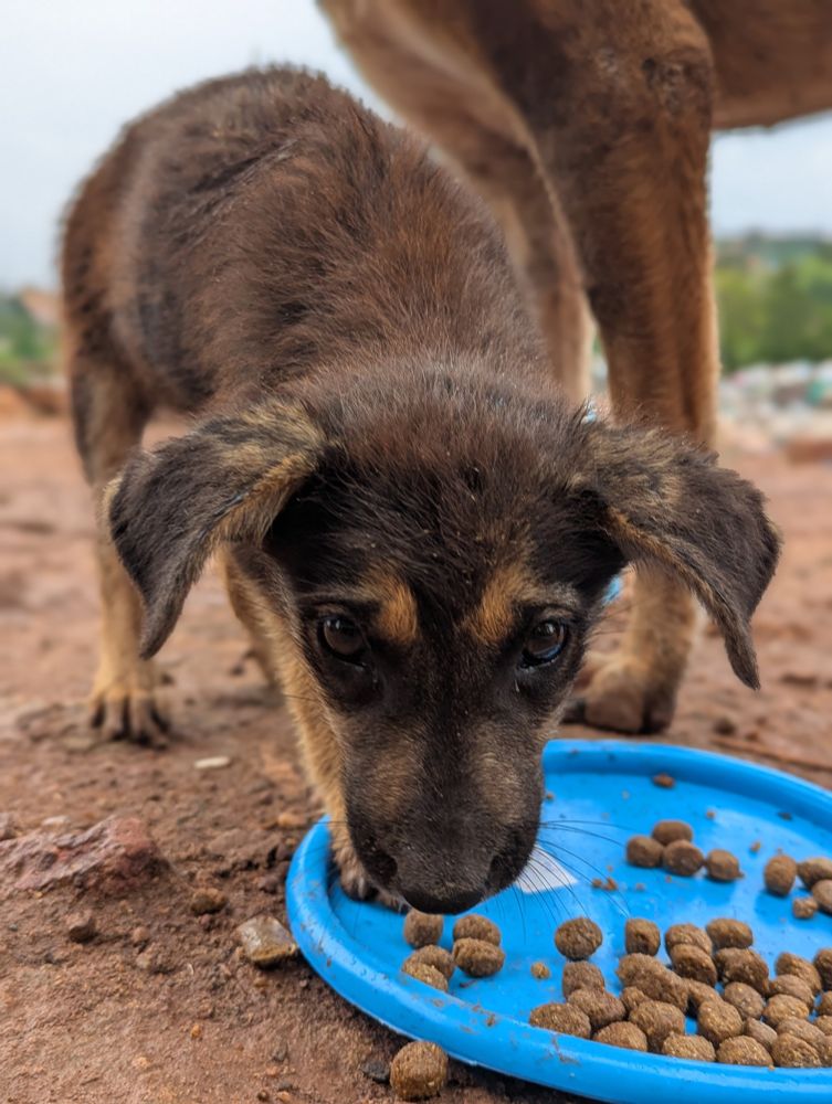 A stray puppy eating dog food from a blue plate.