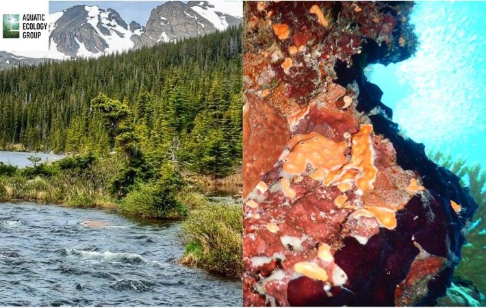 BESAG is now on Bluesky! we talk about marine, freshwater and all aquatic