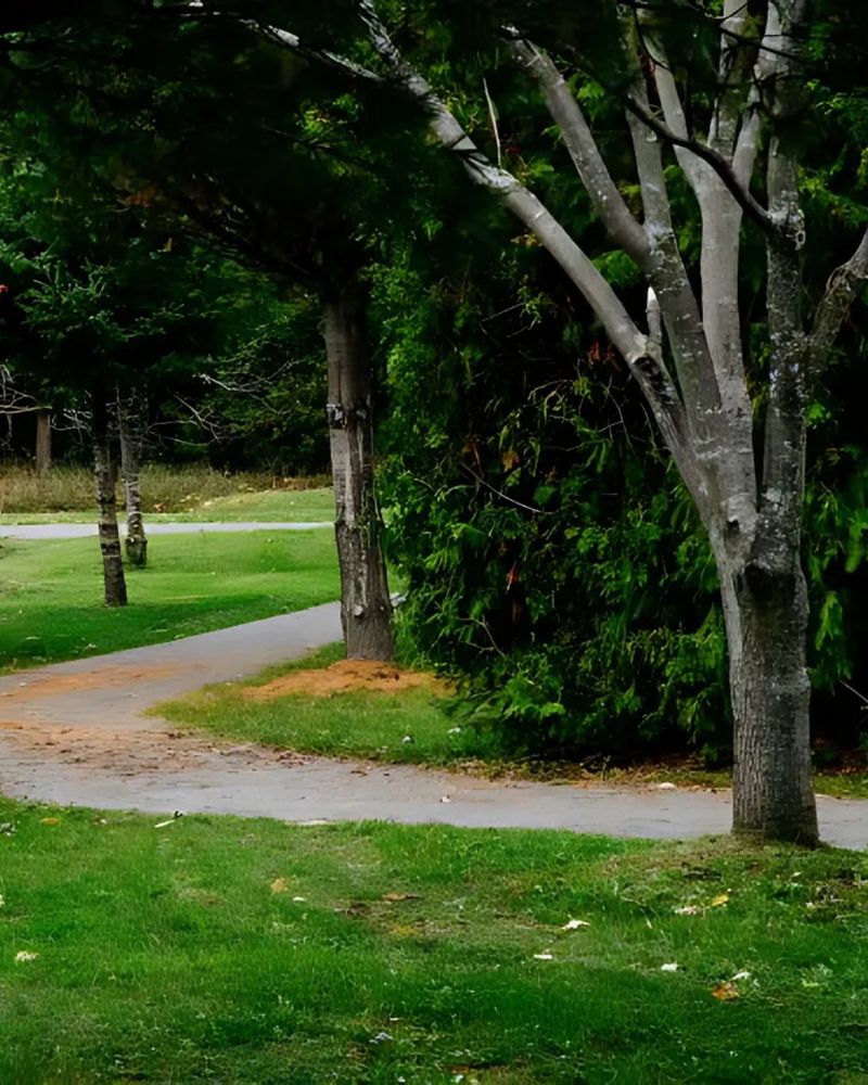 A green space with trees lining both sides of a pathway.