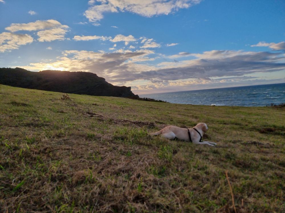 Yellow dog lieing in a field with sea in the background and sun setting over the hill.