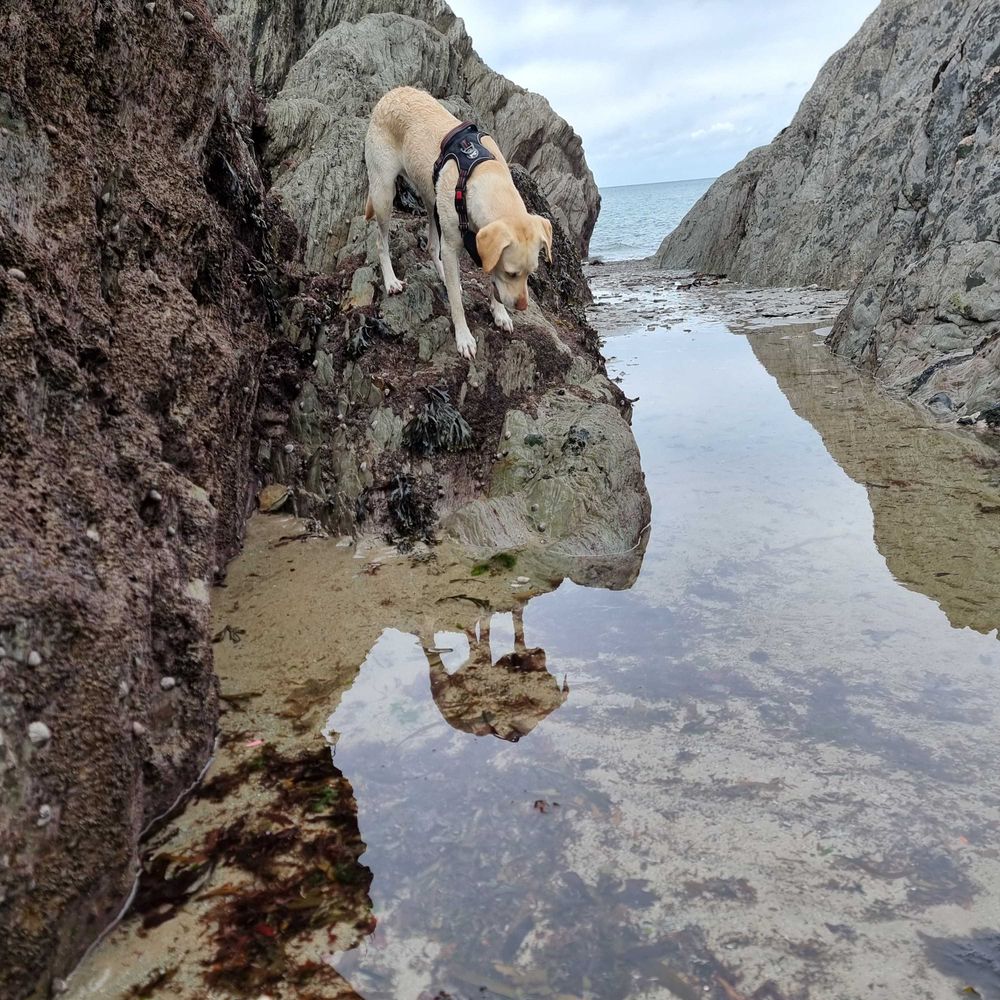 Yellow lab staring at her reflection in a large rock pool in a passage between grey rocks, a slither of sea and cloudy sky in the background.