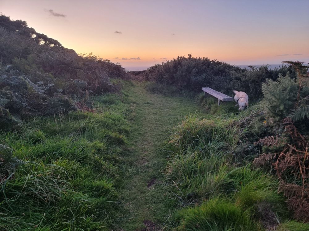 A path surrounding by greenery with a colourful sunset in the background. A yellow Labrador is sniffing around a bench on the right of the path.