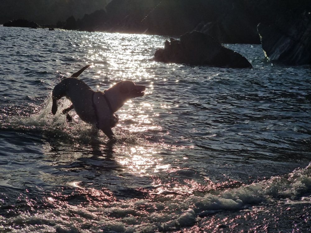 Dog running out of the sea.