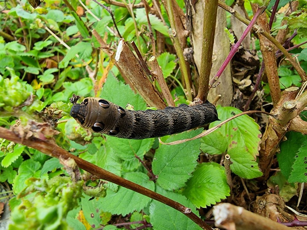 A long greyish caterpillar like grub  on a stem with green leaves behind.
