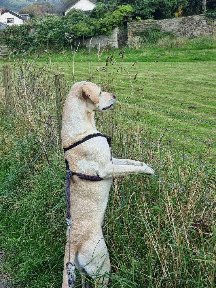 Yellow Labrador standing on him legs like a meerkat staring across a field.