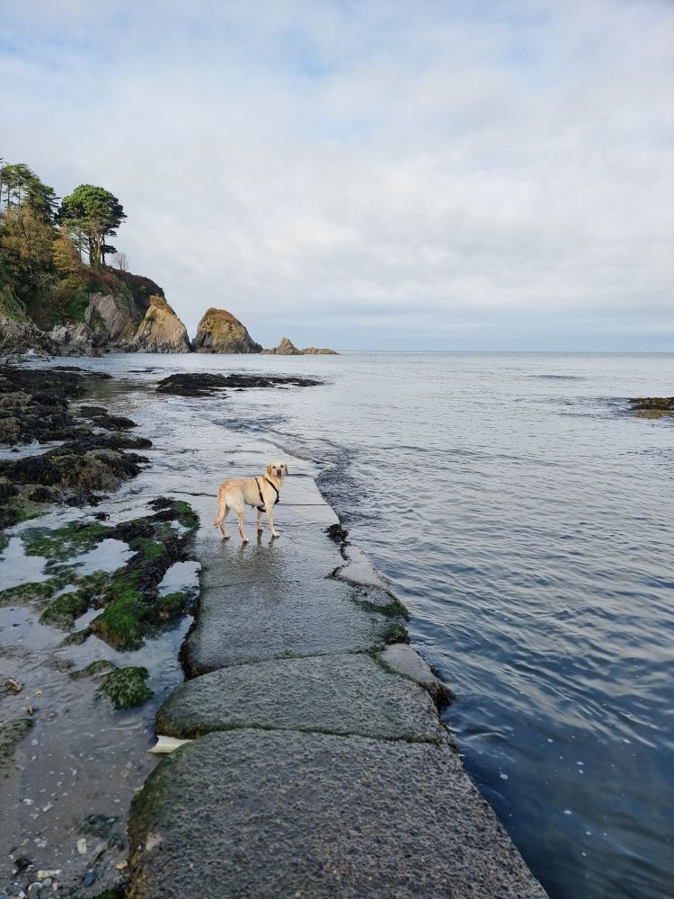 A concrete path leading onto the sea, with water on the right and rocky shoreline in the left and tree lined cliffs in the background. A yellow Labrador is looking back in the direction of the camera.