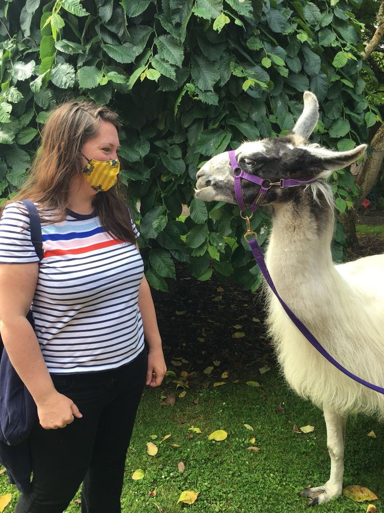 Image of a woman in a stripy T-shirt, black trousers and a Covid mask, stands facing a llama outside of Sidmouth library 