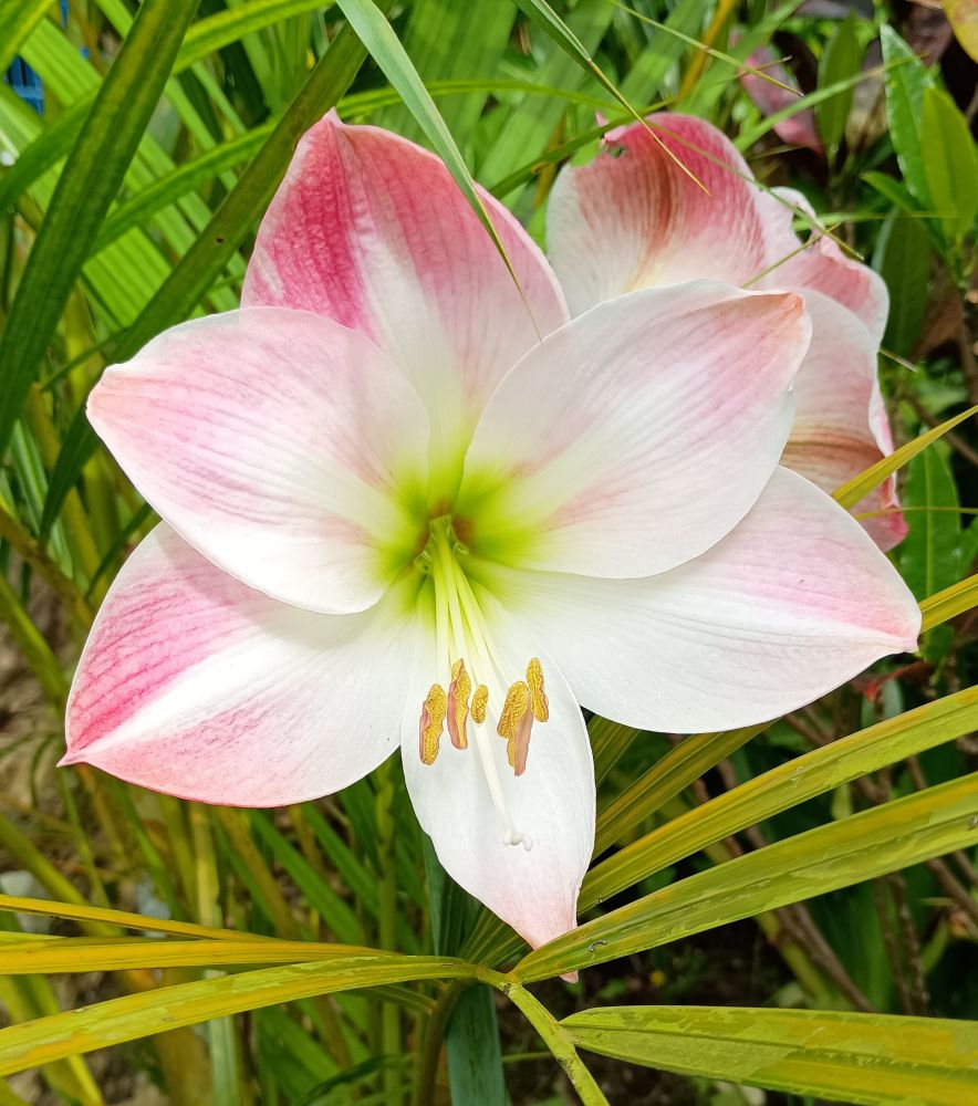 Uma flor rosa nas pontas, branca no centro, rodeada de plantas verdes. 