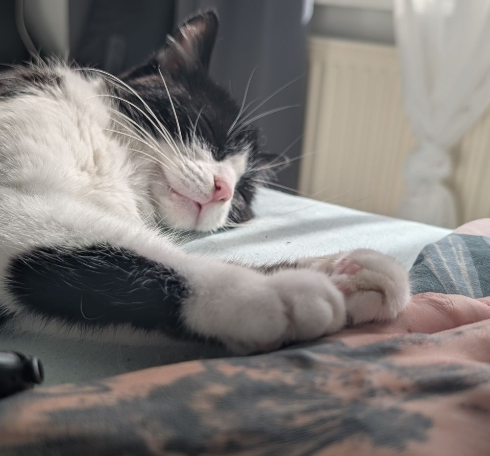 Tuxedo Katze schläft selig und hat ihre Pfoten auf meine Hand gelegt