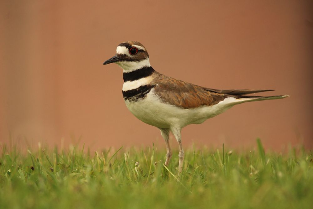 Image of a killdeer standing on grass against a terracotta-colored background