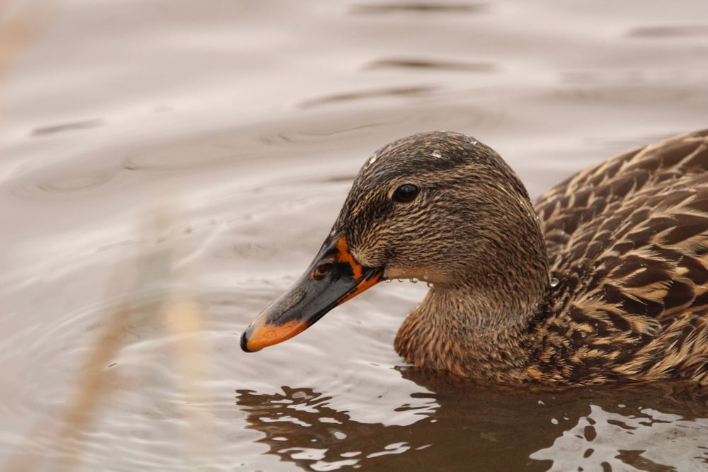 A female mallard, swimming, covered in a few water droplets.