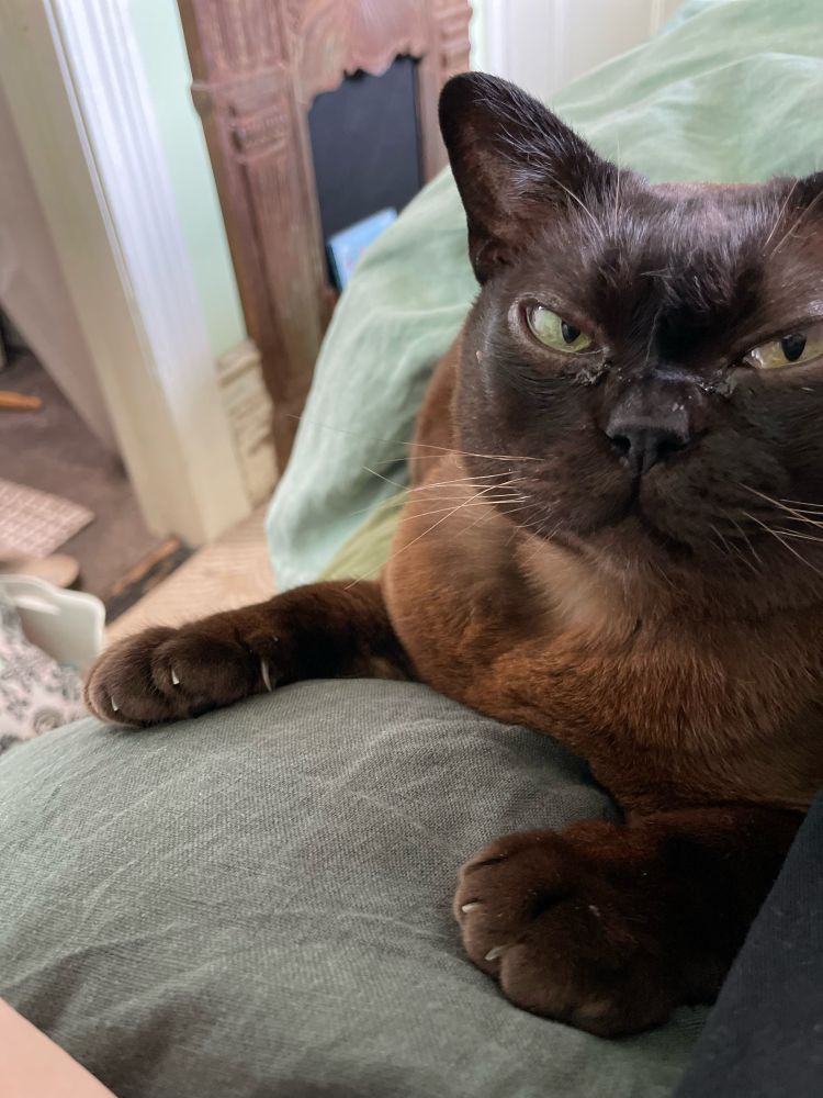 Photo of a beautiful brown Burmese cat with a wonderfully grumpy expression on her face as only a cat can make 