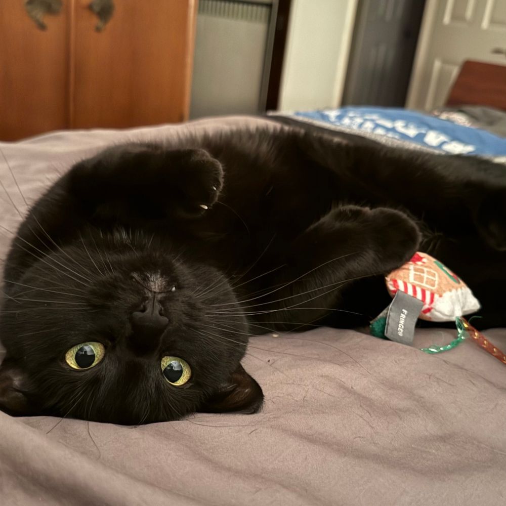 Black cat laying on her back daring me to pet her belly. 