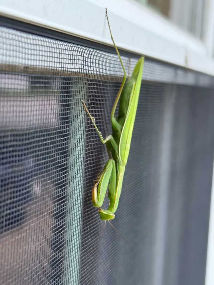 Photo of a large green praying mantis on the screen of one of my windows, one more angle.