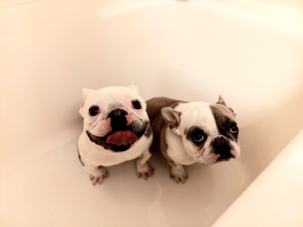 2 French bulldogs in the tub. One is smiling and the other looks disappointed.