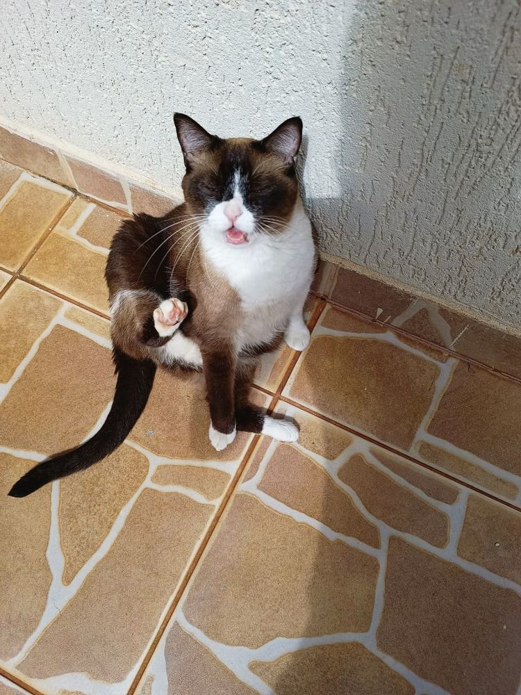 Fotografia de uma gata sentada no chão, com três patas apoiadas e uma das patas traseiras levantada, o que deixa sua imensa pança em evidência. A gata está com os olhos fechados e boca aberta de quem está miando. A fotografia captou o momento em que a gata levava uma das patas em direção à boca para tomar banho. A gata está sob o sol. Seu nariz é cor de rosa. A pelagem é curta e as orelhas e rosto são marrom escuro com uma mancha branca ao redor do nariz e boca, como se um gato branco usasse uma máscara quase preta que deixa somente nariz, boca e queixo de fora. O corpo é marrom, com peito, barriga e patas brancas.
