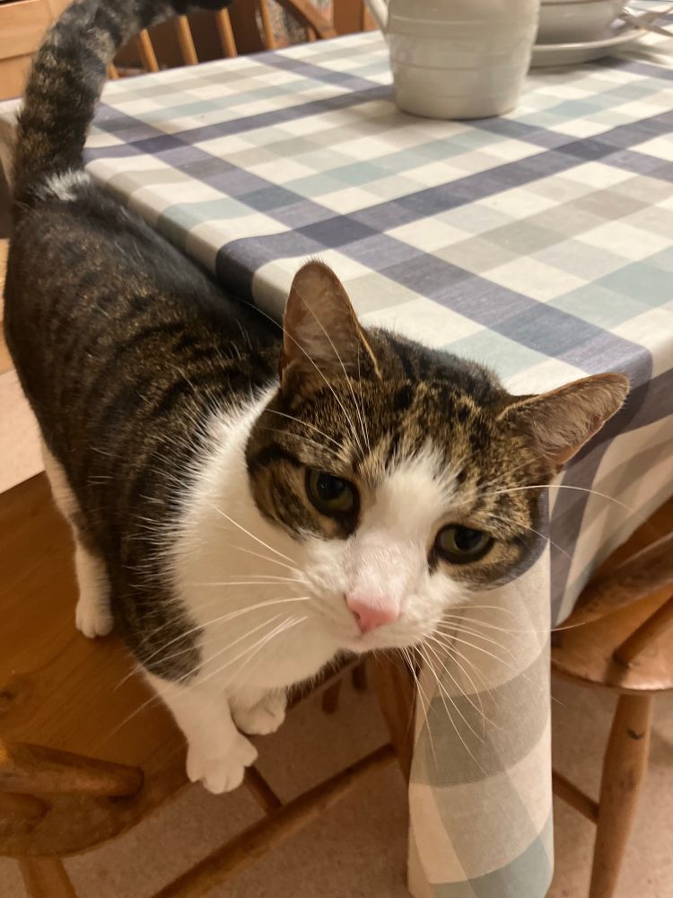 A tabby cat on a chair next to a table with a blue check tablecloth. The cat believes itself to be hungry. The cat is not - it has just been fed.
