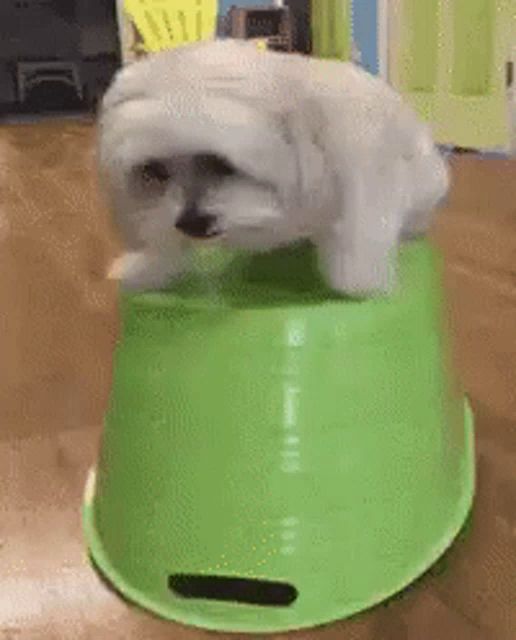 a small white dog is sitting on top of a green bowl on a table .