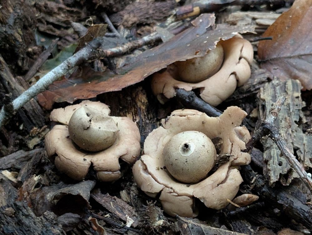 Geastrum species - "earth stars".
