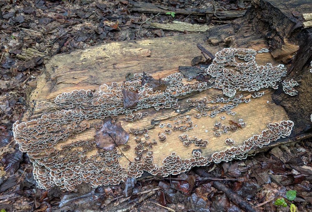 Trametes versicolor - "turkey tails" - all over a log.