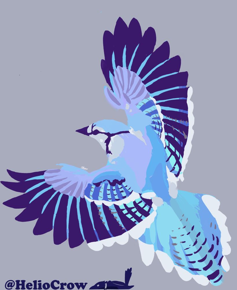 A colour study of a Blue Jay. In soft blue, purple and dark blue-ish colours. 
