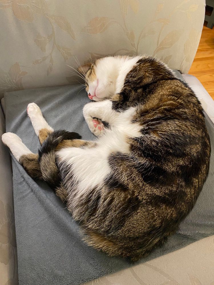 Sleepy kitty in shape of a croissant 