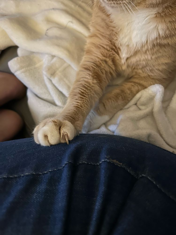 Biscuit the orange cat using his grippers to hold on to my leg
