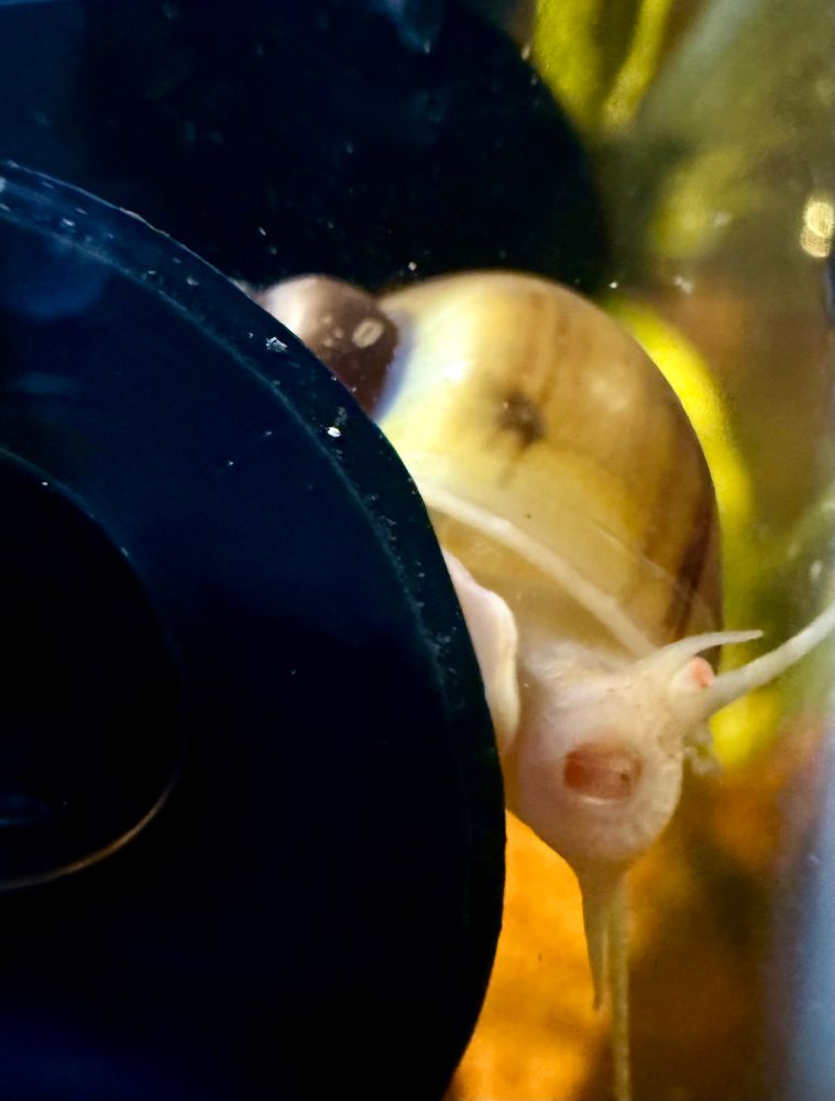 Close up of a golden mystery snail on an aquarium filter, his radula mouth suctioned to the glass, captured in mid-munch forms an oval shape. Little orange eyes peer at the camera. 