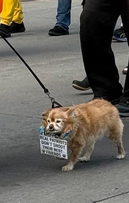 Tiny elderly dog with graying face and an underbite protests wearing sign that reads “Real patriots don’t shoot their best friends”