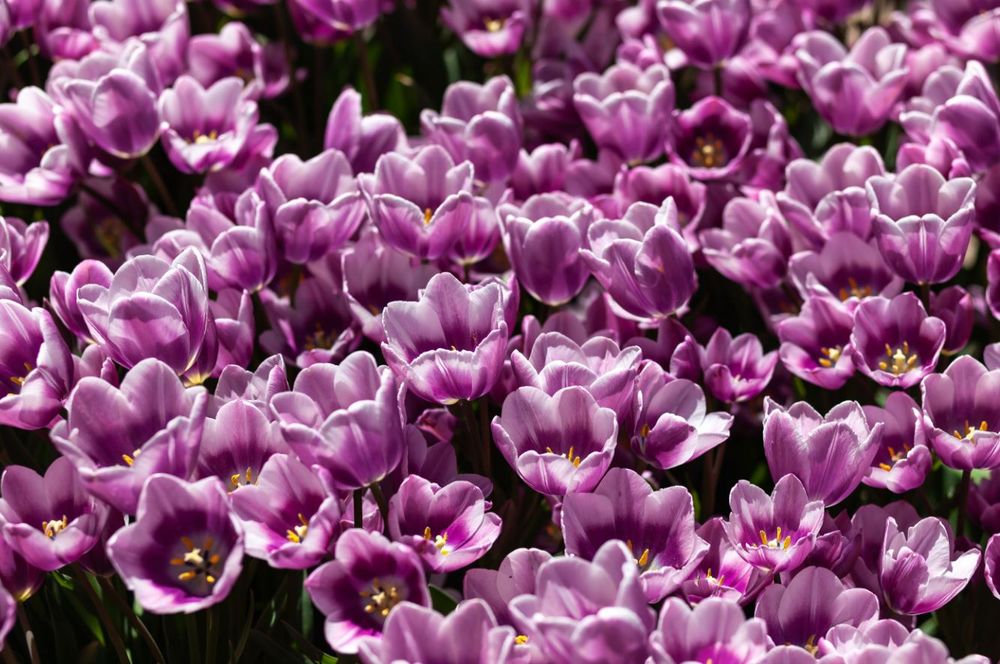 A moody toned horizontal image filled from edge to edge with lavender tulips, deepening in color from the bottom to about mid-way up each petal. The mass planting clusters the flowers tightly together, with larger blooms open fully to the sun while smaller tulips open with heads bent in the understory of the larger tulip canopy.