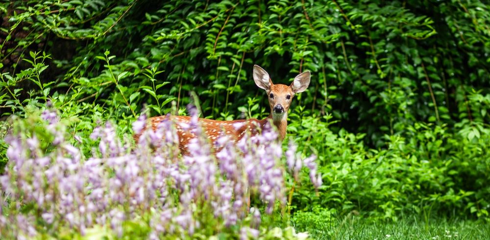 A shallow-focus image set in a garden environment dominated with lush greens and pops of pale purple out-of-focus hosta flowers in the foreground. In the center of the image, the bottom half of it's body obscured by hostas, a young fawn comes into sharp focus with tiny white spots and large ears, making eye contact with the viewer. 