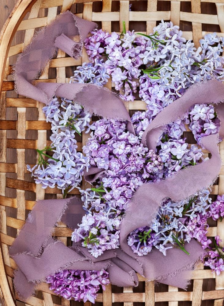 A vertical image looking down on a shallow open-weave lattice wood basket on a dark wood background. In the basket short sprigs of lilacs in varying shades of pale purple lay together in loose clusters. A frayed chiffon ribbon in a shade of dusty lavender weaves under and over the clusters in a romantic display.
