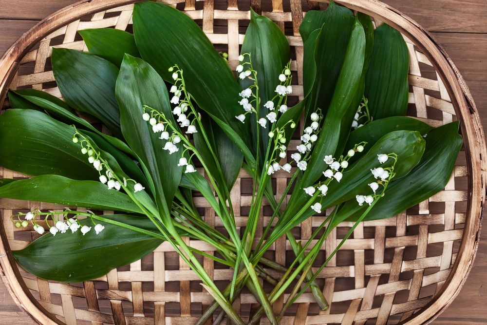 A horizontal image looking down on a shallow open weave lattice basket atop a neutral warm colored wood. In the basket a lush green collection of Lily of the Valley foliage and pristine white flowers fan loosely in a gentle arc to follow the top-most curve of the basket.