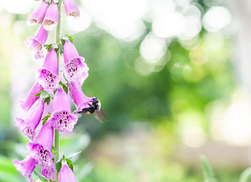 A horizontal shallow focus garden image in tones of soft pastels. On the left side of the image a stem of purple foxglove extends from the bottom of the frame to the top of the frame. In the middle of the stem, hanging from the lip of the bell shaped flowers, an American Bumblebee (bombus pensylvanicus) rests.