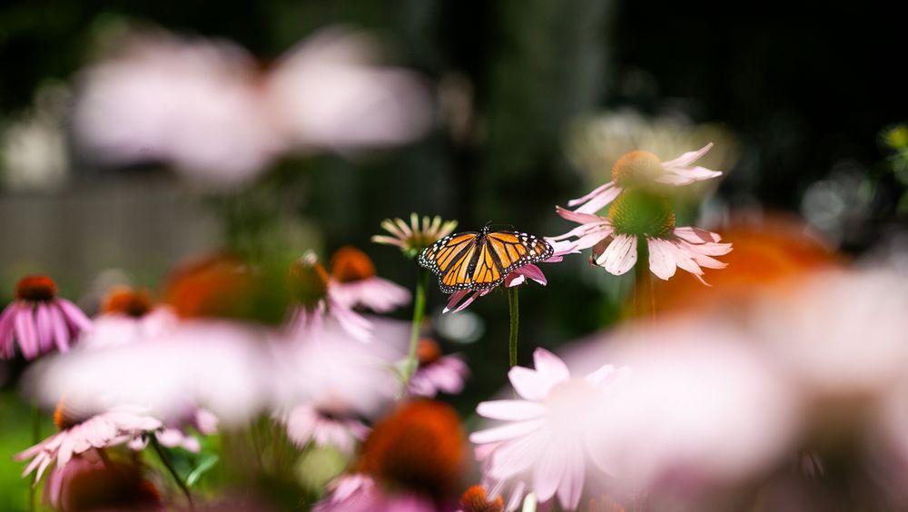 A shallow-focus image set in a garden environment dominated with pale purple and pink of out-of-focus coneflower in the foreground. In sharp focus in the center of the image a monarch butterfly rests on a coneflower, it's orange and black wingspan covering most of the flower it rests upon.