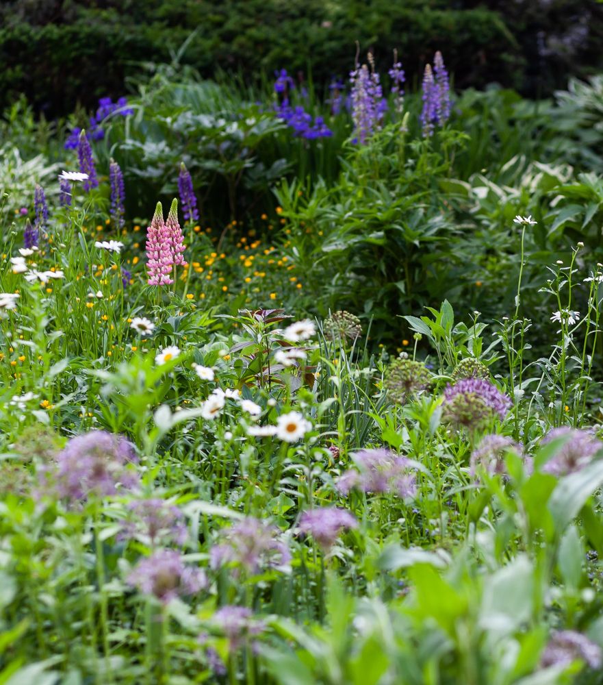 A vertical garden meadow scene full of flowers and lush green foliage. In the bottom out of focus foreground pale purple allium heads make a gentle cup shaped arrangement around bright white Shasta daisies in the middle of the scene. The daisies give way to tall twin spikes of pink lupines with yellow buttercups below. In the upper background of the scene purple lupines and brilliant violet Siberian irises blur into a deep green meadowscape.
