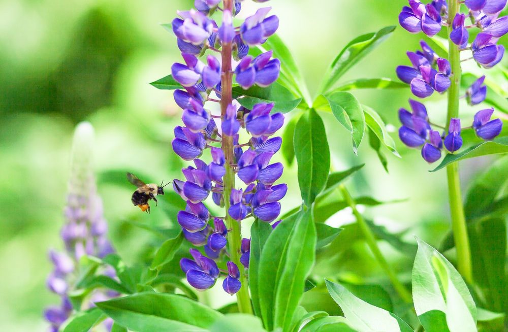 A shallow focus image of a Rusted Patch Bumblebee hovering in air close to an inflorescence of common lupine. A spike of lupine flanks either side of the focal feature, while the background is filled with lush green out of focus bokeh and in the right-most foreground lupine foliage frames the scene.