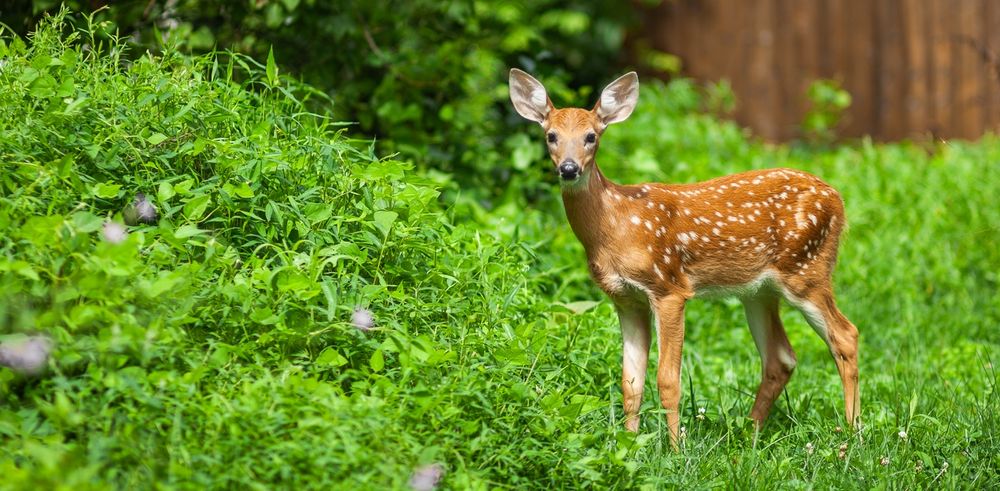 A shallow-focus image set in a garden environment dominated with lush greens. Slightly right-of-center of the image a young fawn comes into sharp focus with tiny white spots and large ears, making eye contact with the viewer. 